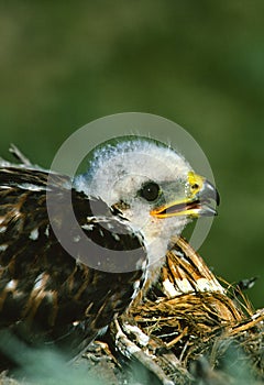 Ferruginous Hawk Young