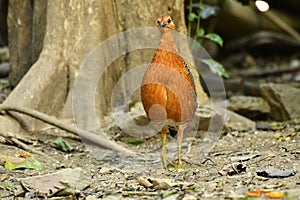 Ferruginous Partridge photo