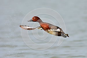 Ferruginous Pochard duck