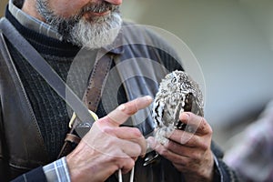 Ferruginous pygmy owl