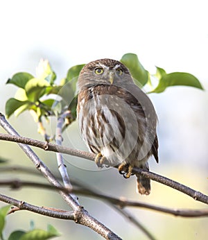 Ferruginous Pygmy-Owl, Aegolius ridgwayi photo