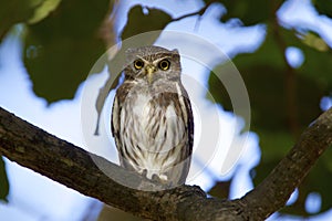 Ferruginous Pygmy-Owl  837812 photo