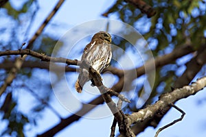 Ferruginous Pygmy-Owl 841031 photo