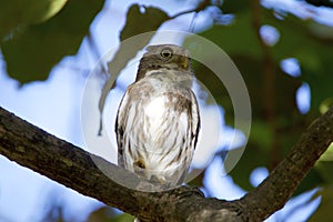 Ferruginous Pygmy-Owl  841037 photo