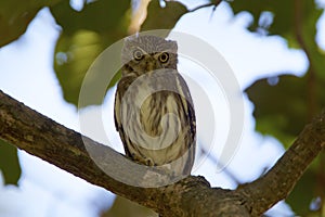 Ferruginous Pygmy-Owl  841059 photo