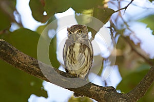 Ferruginous Pygmy-Owl  841061 photo