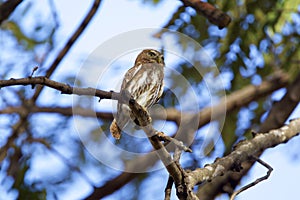 Ferruginous Pygmy-Owl 841039 photo