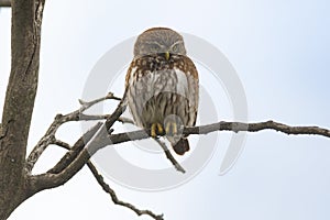 Ferruginous Pygmy owl, Glaucidium brasilianum,