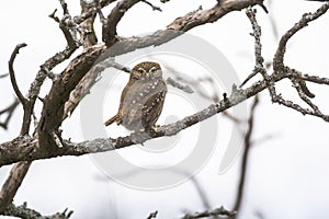 Ferruginous Pygmy owl, Glaucidium brasilianum,