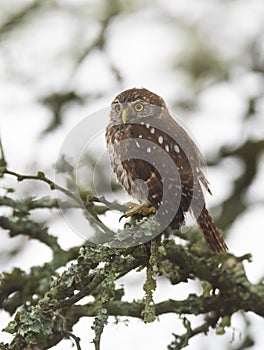 Ferruginous Pygmy owl, Glaucidium brasilianum