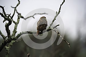 Ferruginous Pygmy owl, Glaucidium brasilianum,