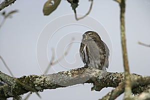 Ferruginous pygmy-owl, Glaucidium brasilianum