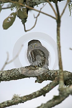 Ferruginous pygmy-owl, Glaucidium brasilianum