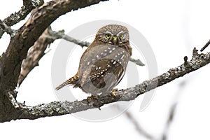 Ferruginous Pygmy owl, Glaucidium brasilianum, Calden forest