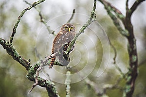 Ferruginous Pygmy owl, Glaucidium brasilianum, Calden forest,