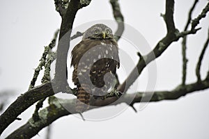 Ferruginous Pygmy owl, Glaucidium brasilianum, Calden forest,