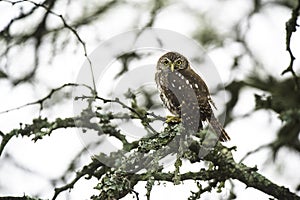 Ferruginous Pygmy owl, Glaucidium brasilianum, Calden forest,