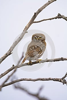 Ferruginous Pygmy owl, Glaucidium brasilianum, Calden forest,