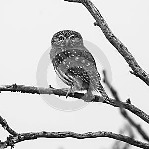 Ferruginous Pygmy owl, Glaucidium brasilianum, Calden forest,