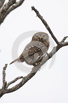 Ferruginous Pygmy owl, Glaucidium brasilianum, Calden forest,