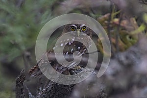 Ferruginous Pygmy owl, Glaucidium brasilianum, Calden forest, photo