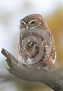 Ferruginous Pygmy owl, Glaucidium brasilianum, Calden forest, photo