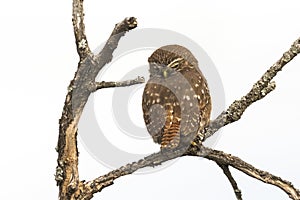 Ferruginous Pygmy owl, Glaucidium brasilianum, Calden forest, photo