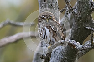 Ferruginous Pygmy owl, Glaucidium brasilianum, Calden forest, photo