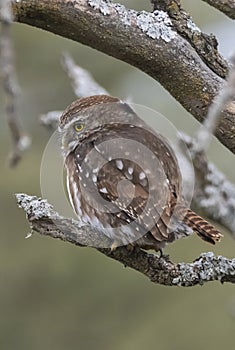 Ferruginous Pygmy owl, Glaucidium brasilianum, Calden forest, photo