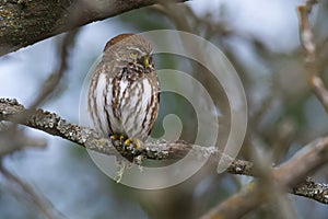 Ferruginous Pygmy owl, Glaucidium brasilianum, Calden forest, La Pampa Province, Patagonia, Argentina