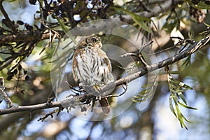 Ferruginous Pygmy Owl Glaucidium brasilianum photo