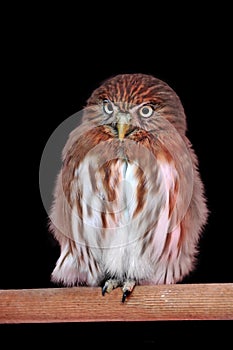Ferruginous pygmy owl photo