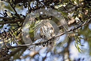 Ferruginous Pygmy Owl Glaucidium brasilianum perched in a tree