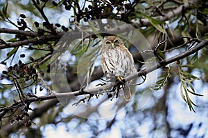 Ferruginous Pygmy Owl Glaucidium brasilianum perched in a tree photo