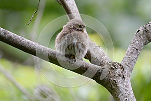 Ferruginous Pygmy Owl Glaucidium brasilianum on a tree branch photo