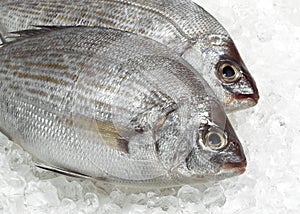 FERSH GILTHEAD BREAM sparus auratus STANDING ON ICE photo