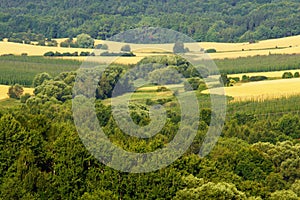 Fertile agricultural landscape