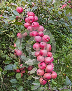 Fertile apple tree