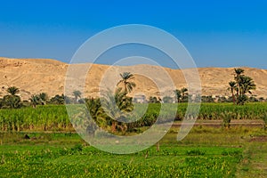 Fertile banks of the Nile. Valley of Nile river. Palm trees and fields on Nile riverside in Egypt
