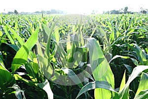 Fertile cornfields in the morning, with green leaves