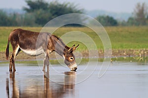 Fertile donkey drinking water