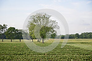 Fertile Farm Land and Crop Pasture