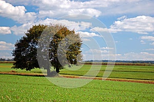 Fertile farmland Landscape