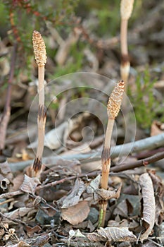 Fertile field horsetail