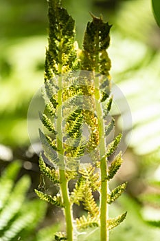 Fertile frond of cinnamon fern in Manchester, Connecticut