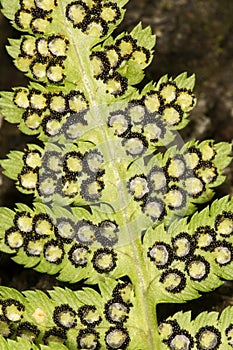 Fertile frond of spinulose wood fern in Windsor, Connecticut.