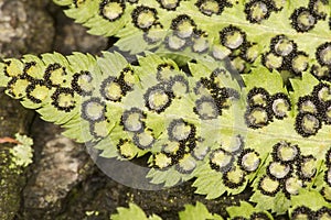 Fertile frond of spinulose wood fern in Windsor, Connecticut. photo