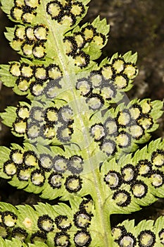Fertile frond of spinulose wood fern in Windsor, Connecticut. photo