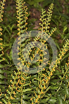 Fertile fronds of Christmas fern in Sheipsit State Forest, Connecticut.