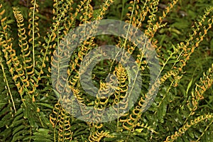 Fertile fronds of Christmas fern in Sheipsit State Forest, Connecticut.